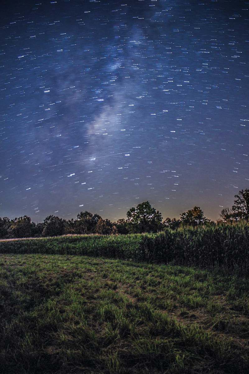 night trees and grasses during night time space